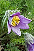 PULSATILLA HALLERI