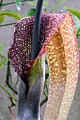 SAUROMATUM VENOSUM, VOODOO LILY, MONARCH OF THE EAST