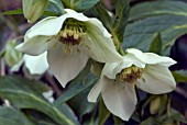 HELLEBORUS ORIENTALIS (LENTEN ROSE)