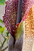 SAUROMATUM VENOSUM, VOODOO LILY, MONARCH OF THE EAST