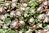 SEDUM SPATHULIFOLIUM CAPE BLANCO, STONE CROP