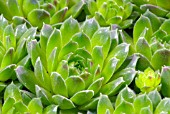 SEMPERVIVUM ATLANTICUM EDWARD BALLS, HOUSELEEK