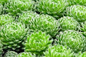 SEMPERVIVUM CILIOSUM VAR BORISII, HOUSELEEK