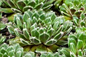 SEMPERVIVUM MONIQUE, HOUSELEEK