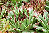 SEMPERVIVUM X GUISEPPE, HOUSLEEK