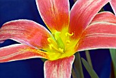 TULIPA KAUFMANNIANA SCARLET BABY, WATERLILY TULIP