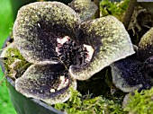 ASARUM SPLENDENS, WILD GINGER