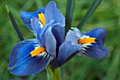 IRIS RETICULATA CANTAB