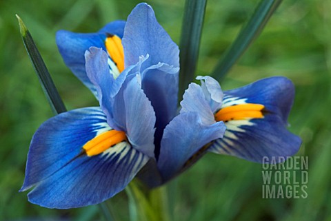 IRIS_RETICULATA_CANTAB