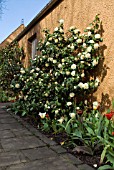 CAMELLIA, SHEPHERD HOUSE, INVERESK, SCOTLAND  OWNERS, SIR CHARLES AND LADY ANN FRASER