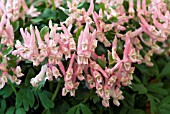 CORYDALIS SOLIDA SUBSP SOLIDA