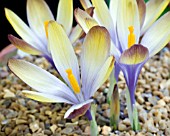 CROCUS HYBRID GOTEBORGENSIS