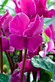 CYCLAMEN OLYMPIC FIRE, SOWBREAD