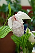 CYPRIPEDIUM FORMOSANUM, LADYS SLIPPER