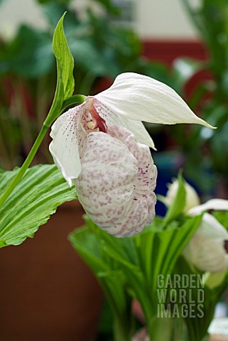 CYPRIPEDIUM_FORMOSANUM_LADYS_SLIPPER