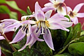 ERYTHRONIUM DENS-CANIS ROSE QUEEN