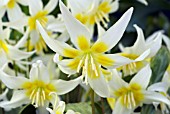 ERYTHRONIUM MULTISCAPOIDEUM