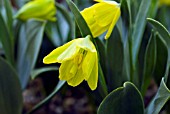 FRITILLARIA BITHYNICA, FRITILLARY