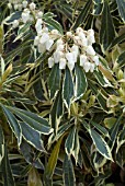 PIERIS JAPONICA VARIEGATA