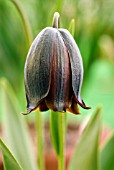 FRITILLARIA CAUCASICA, FRITILLARY