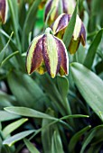 FRITILLARIA GRAECA, FRITILLARY