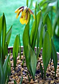 FRITILLARIA REUTERI, FRITILLARY