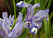 IRIS ALBOMARGINATA