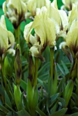 IRIS SUAVEOLENS YELLOW FORM