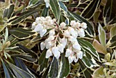 PIERIS JAPONICA VARIEGATA