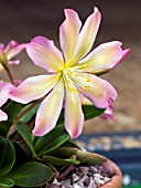 LEWISIA TWEEDYI