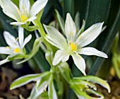 ORNITHOGALUM FIMBRIATUM, HAIRY STAR OF BETHLEHEM