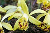 PLEIONE FORRESTII