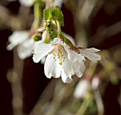 PRUNUS INCISA KOJO NO MAI, FUJI CHERRY