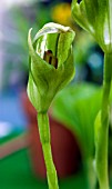 PTEROSTYLIS CURTA, GREENHOOD ORCHID