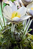 PULSATILLA VERNALIS