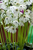 SOLDANELLA ALPINA ALBA, ALPINE SNOWBELL