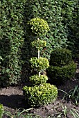 TOPIARY AT SHEPHERD HOUSE GARDEN, INVERESK, SCOTLAND. OWNERS, SIR CHARLES AND LADY FRASER