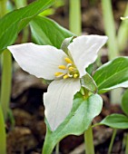 TRILLIUM HIBBERSONII