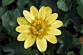 RANUNCULUS FICARIA (LESSER CELANDINE)