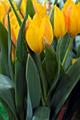 TULIPA HEWERI, TULIPS