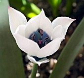 TULIPA HUMILIS PULCHELLA  ALBOCAERULEA, TULIPS