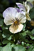 VIOLA CORNUTA, VIOLA SORBET PEACH FROST BEDDING PANSY, HORNED VIOLET