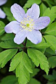 ANEMONE NEMOROSA, WINDFLOWER, WOOD ANEMONE