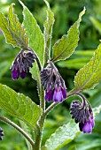 SYMPHYTUM X UPLANDICUM, RUSSIAN COMFREY