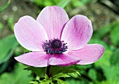 ANEMONE CORONARIA DE CAEN GROUP, WIND FLOWER