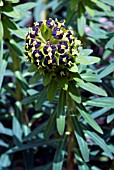 EUPHORBIA CHARACIAS BLACK PEARL, SPURGE