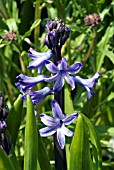 HYACINTHUS DELFT BLUE, HYACINTH