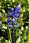 HYACINTHUS ORIENTALIS BLUE JACKET, HYACINTH