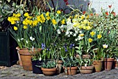 NARCISSUS IN POTS