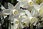 NARCISSUS SAILBOAT, DAFFODIL